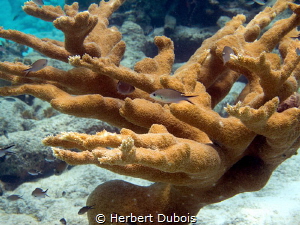 Coral on sunny day by Herbert Dubois 